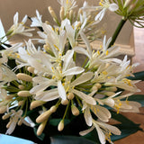 White Agapanthus Arrangement in Rustic Glazed Bowl
