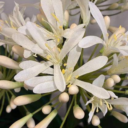 White Agapanthus Arrangement in Rustic Glazed Bowl