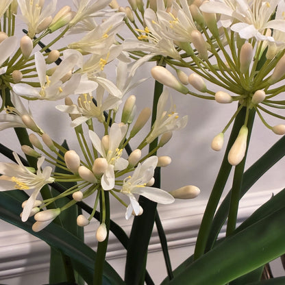 White Agapanthus Arrangement in Rustic Glazed Bowl