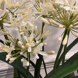 White Agapanthus Arrangement in Rustic Glazed Bowl