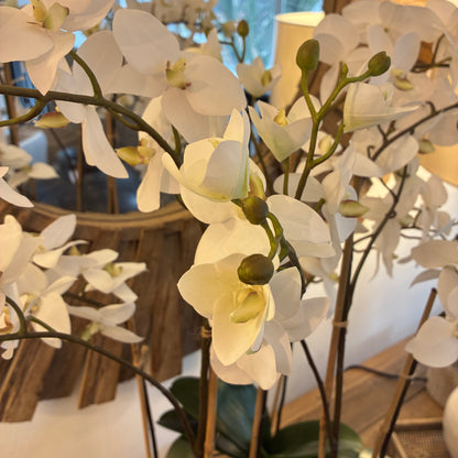 Elegant White Orchid in Glass Bowl