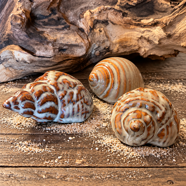 Set of Ceramic Shells