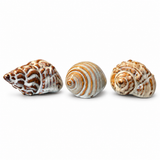 Set of Ceramic Shells