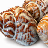 Set of Ceramic Shells
