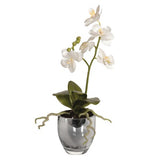 White baby orchid - Unique Gifts & Interiors