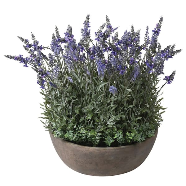 Large Lavender Plant In Round Pot